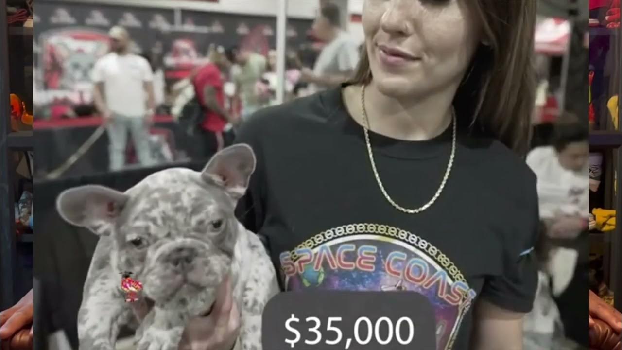 Why Are Exotic French Bulldog Robberies On The Rise Whats behind the