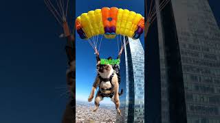 Cat jumping #funny #cat #parachute