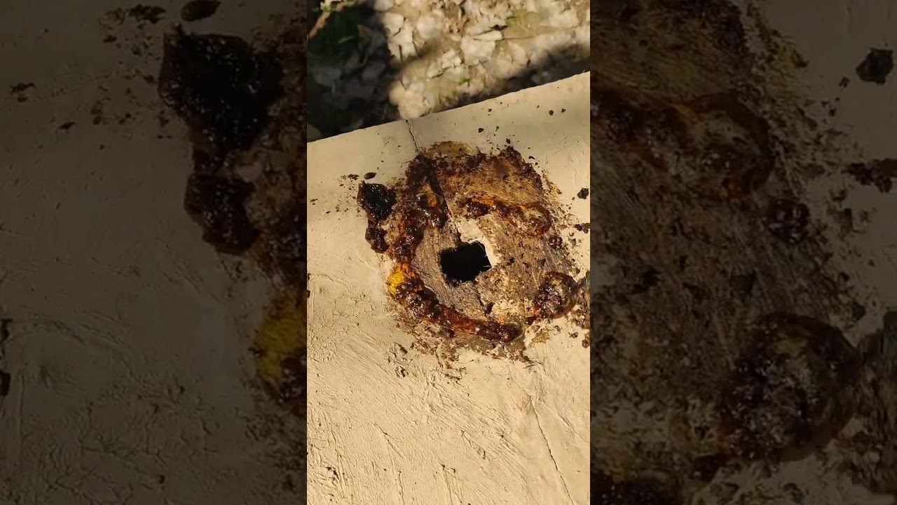 FULL VIDEO# HOW TO ATTRACT THE SCOUT BEES#BEST WAY TO ATTRACT SWARM @BeekeepersKashmir