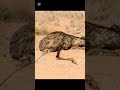 Australian Lost a war to.... Birds #GreatEmuWar#WeirdHistory#HistoryShorts#DidYouKnow#StrangeHistory