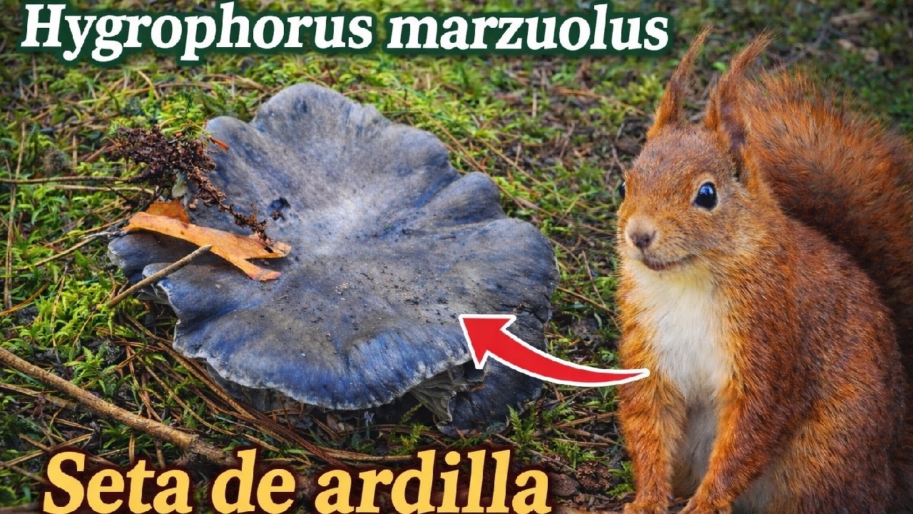 👉Salimos a buscar MARZUELO .. ¿Aparecieron ya?🍄