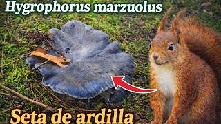 👉Salimos a buscar MARZUELO .. ¿Aparecieron ya?🍄