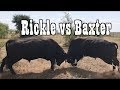 BIG BULLS FIGHTIN - Rodeo Time 73