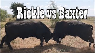 BIG BULLS FIGHTIN - Rodeo Time 73