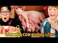 BÔNG MỚI SINH 1 ĐÀN MÈO CON KHÔNG LÔNG!