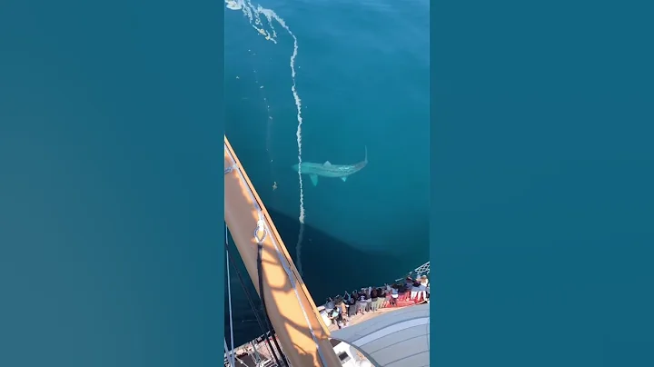 MASSIVE Shark spotted next to cruise ship tiktok  ...