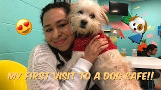 Inside America's First Dog Cafe in Los Angeles