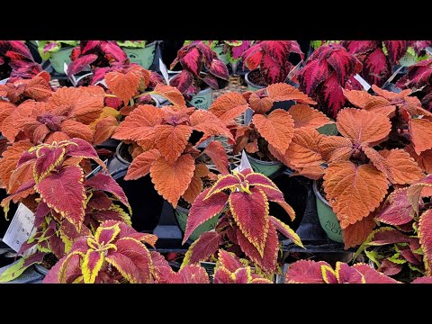 Let's talk Coleus...Can
