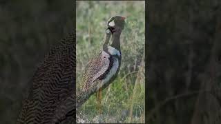 #shorts N Black Korhaan Calling #birds #birdvideos #wildlife #etosha #nature #vibrantbirds