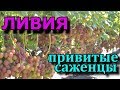 Виноград Ливия Обзор#1  (Grapes of Liviya)