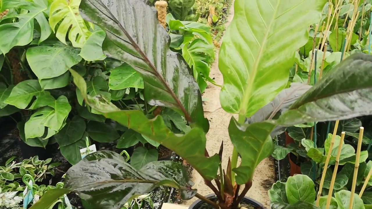 Anthurium Botanical King 60cm Height | Live from the Nursery Series