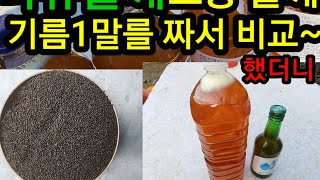 다유들깨  토종들깨 기름을 짜서 비교 했더니 이렇게나 차이가 납니다