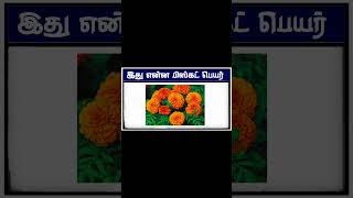 find the correct answer challenge game #biscuit #game #quiz #funn #trending #reel