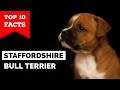 Staffordshire Bull Terrier – Top 10 Facts (Staffy Terrier) の動画、YouTube動画。
