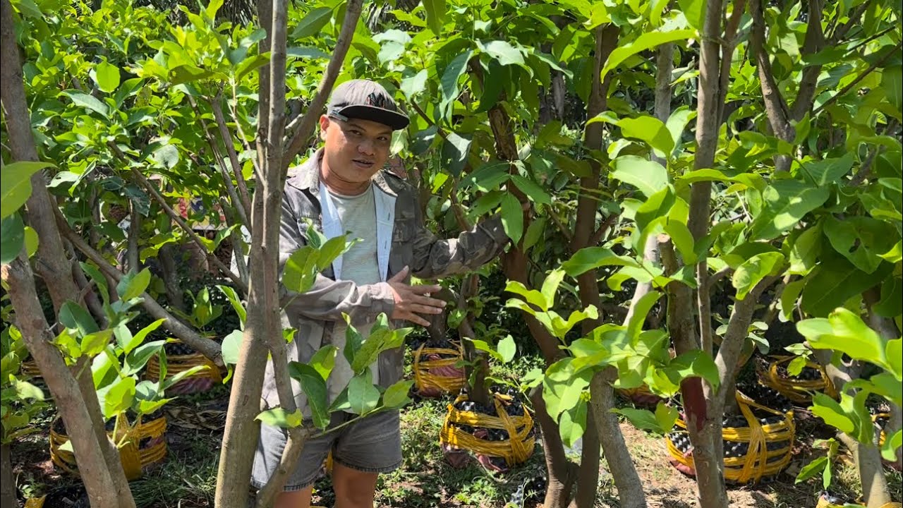 Báo giá Mận Hồng MST cây giống và cây lớn