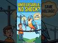Why Birds Don’t Get Electrocuted on Power Lines? 🤔 #facts #birds #shortsfeed