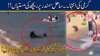 Summer Heat Bear Beach Bathing Video Goes Viral On Social Media