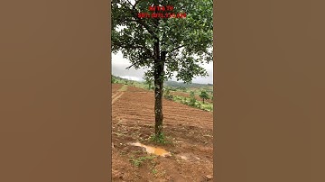 Nương trà ở Kon Tum #chè thái nguyên #chè la bằng #chè sạch #chè tân cương thái nguyên #xutratv