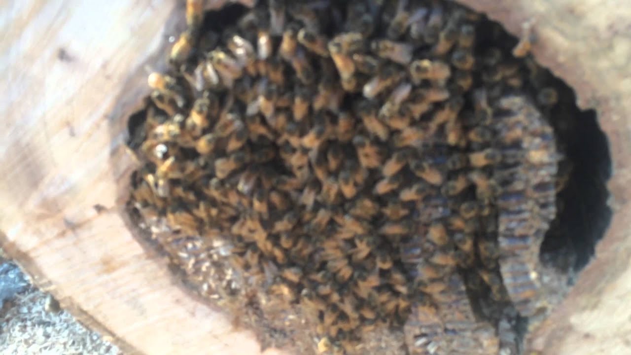 Two Hives One Tree (uncut) YouTube