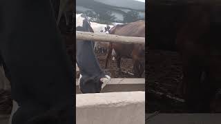 #reels establo Carabayllo lima Perú 😎
