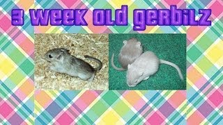 Gerbil Pups - 21 Days Old