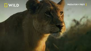 Lion Predator V Prey National Geographic Mena