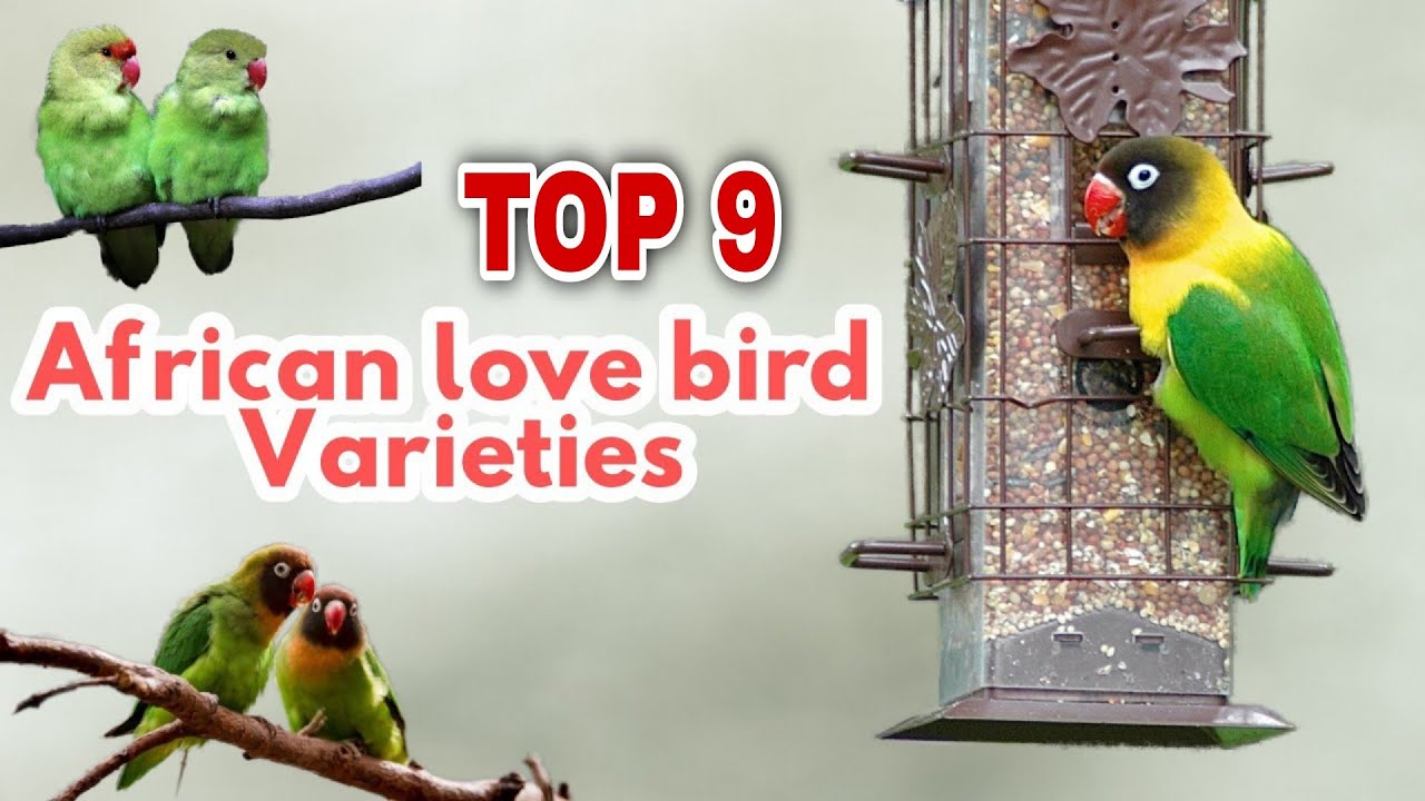 Top 9 african Love birds Beginners Guide for Lovebirds Names and