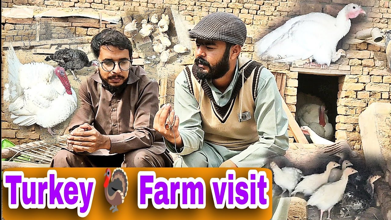 Turkey farm visitsmall business ideaTurkey farming in Pakistan YouTube