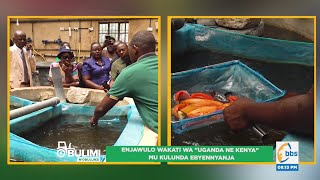 Enjawulo eriwo mu kulunda Ebyennyanja wakati wa Uganda ne Kenya #ObulimiNobulunzi