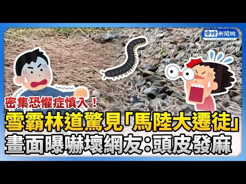 台灣苗栗驚見大批馬陸遷徙 網憂大地震前兆