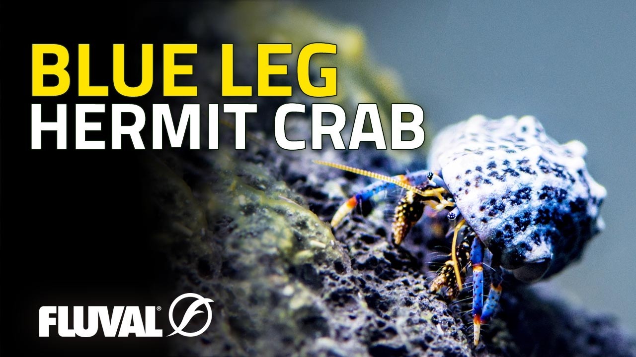 SPECIES SPOTLIGHT | Blue leg hermit crab - Fluval USA