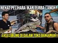 Nekat pelihara ikan purba langka terselubung di dalam toko bangunan samak aquatic kingofthejungle