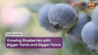 Growing Blueberries with Bigger Yields and Bigger Flavor