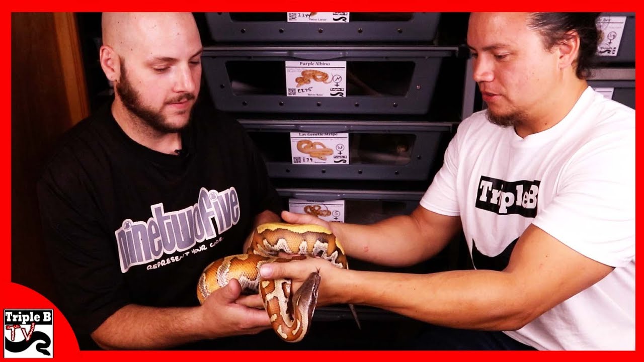 pythons for sale Conquering Ophidiophobia : Triple B TV - Ep.47