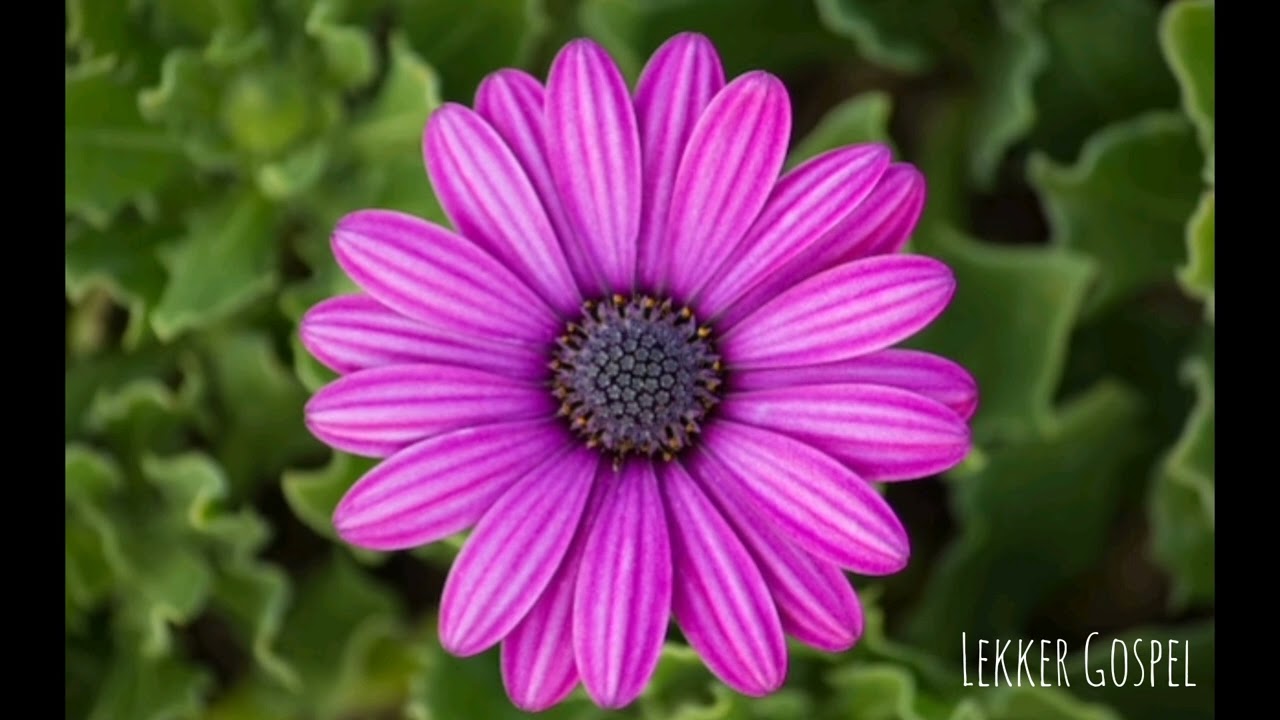 Gospel Koortjie: Genade kans