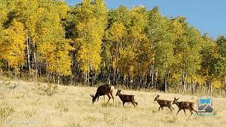 3.61 Acres building site TBD County Road 504 Bachelor Loop Creede CO 81130