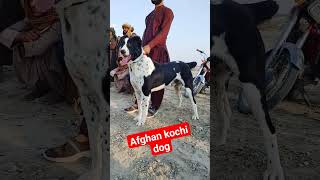 Afghan kochi Dog