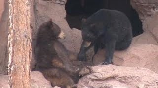 In this episode of cheap family travel
(http://www.cheapfamilytraveltips.com) , nick, regan, maggie, and kate
spent a day at bearizona, drive-thru wildlife...