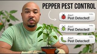 Master Pepper Pest Control  Simple Tips for Healthy Plants