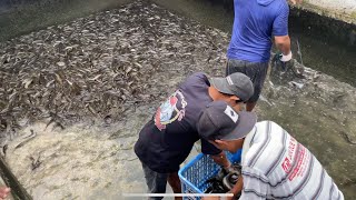 Proses panen ikan lele di kolam beton, panen ikan lele konsumsi...