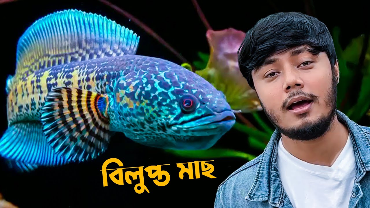 বিলুপ্ত প্রজাতির এই টাকি মাছ দেখেছেন কখনো (Channa fish)