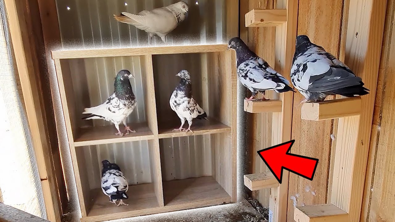 Breeding Boxes For High Flyer Pigeons YouTube