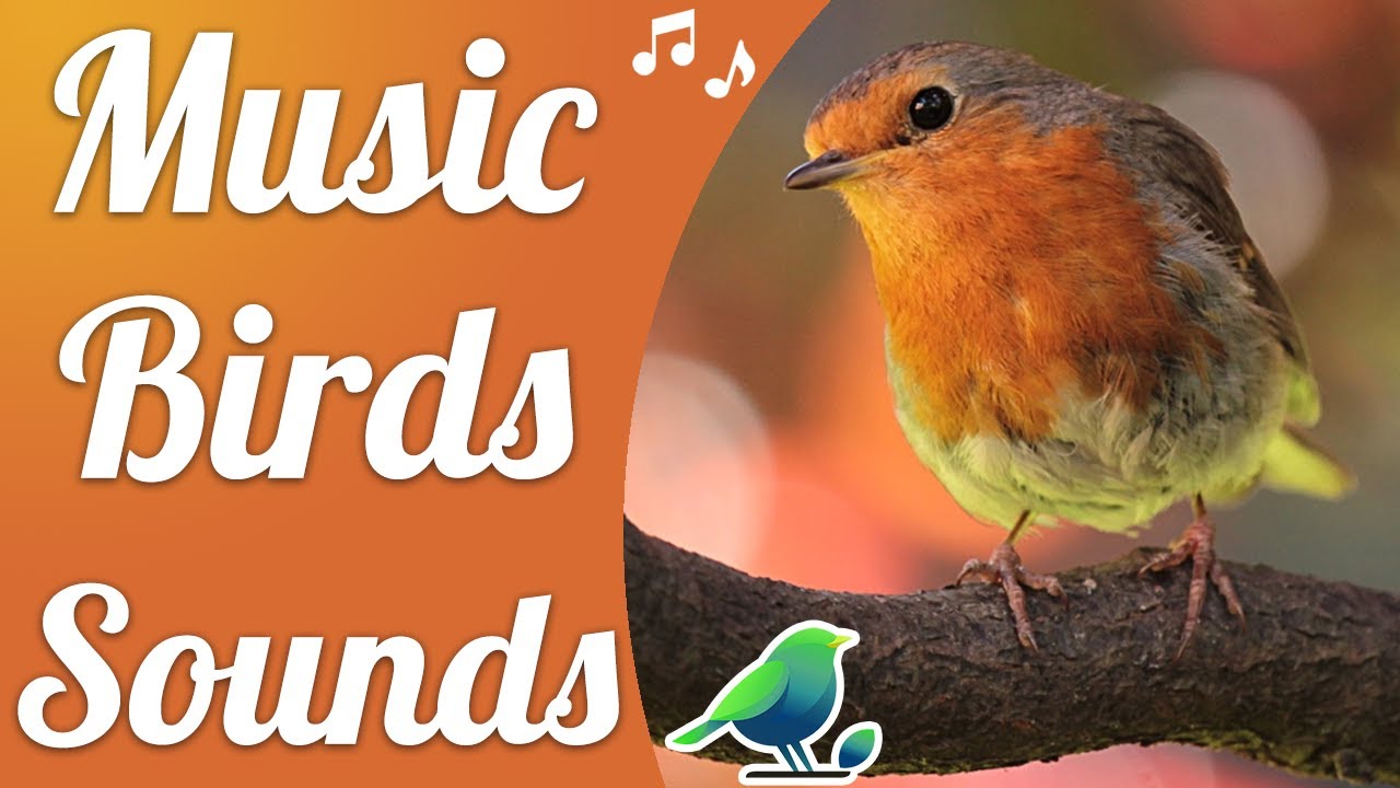 Soothing Nature Sounds - Bird Chirping for Relaxation and Meditation ...