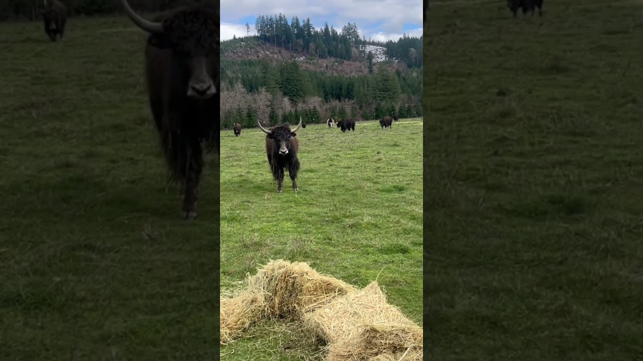 Yaks coming in for hay! 