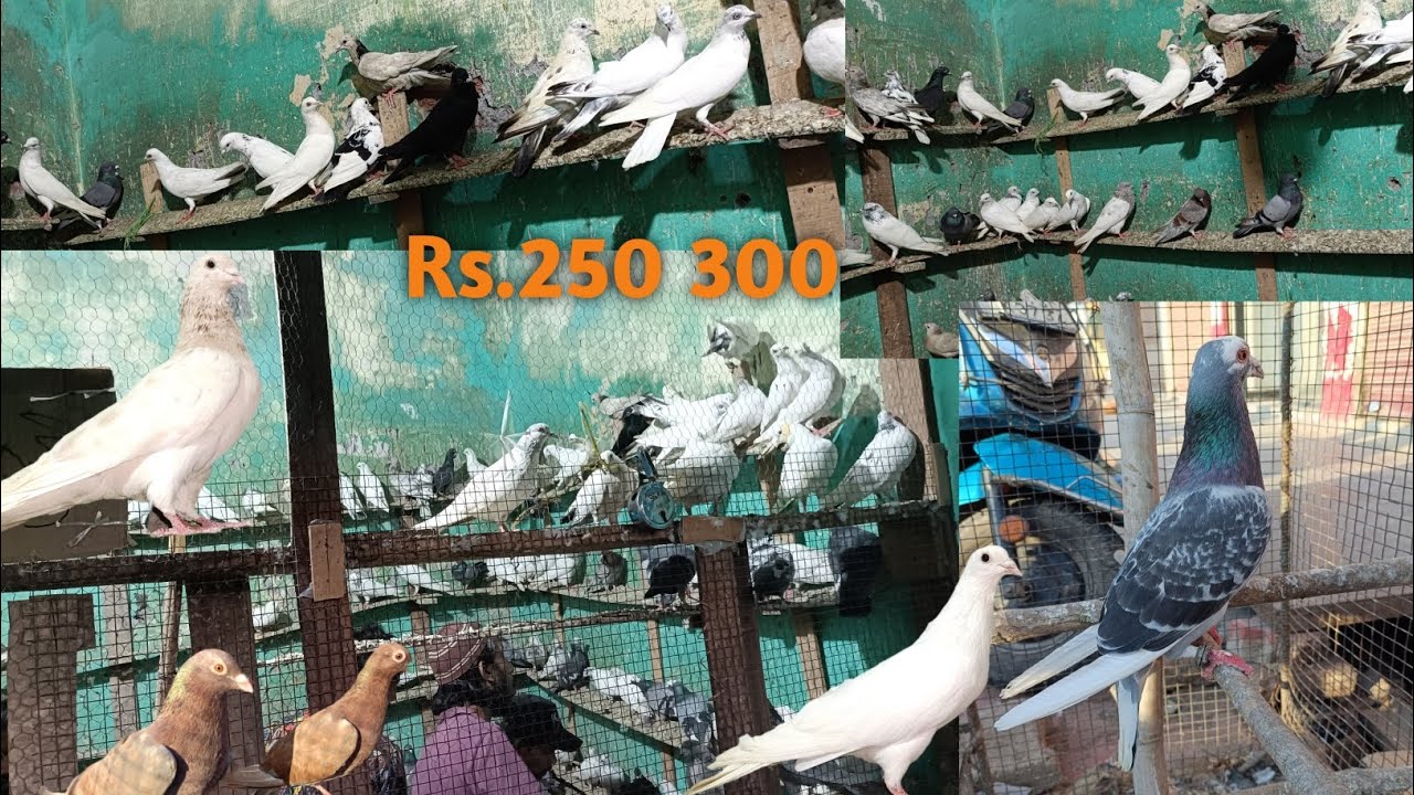 Meerut pigeon 🐦 Noshad kabutar market meerut kabutar market fancyPunjabi madrasi kabutar 95482 67795