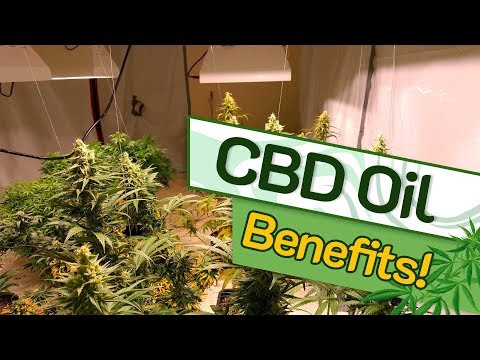 CBD יתרונות-מהו שמן CBD? השימושים, היתרונות והסיכונים?