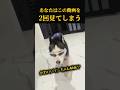 あなたはこの動画を2回見ます