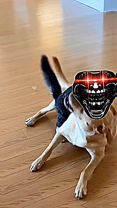 Sigma cat🗿🔥 #edit