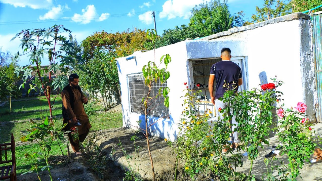شیرازی باز ولسوالی بگرامی- دانسته دوچپ چوچه میگیرم | کفتر شیرازی 150,000 هزار |Most Expensive pigeon