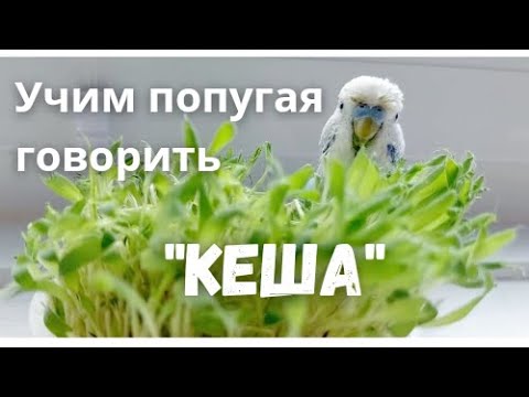 Учим попугая говорить "Кеша"